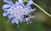 Halictus langobardicus  - Pascale Walravens
