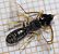 Halictus langobardicus  - Pascale Walravens