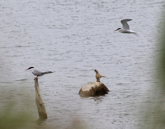 Common Tern  - Pierrick Girard