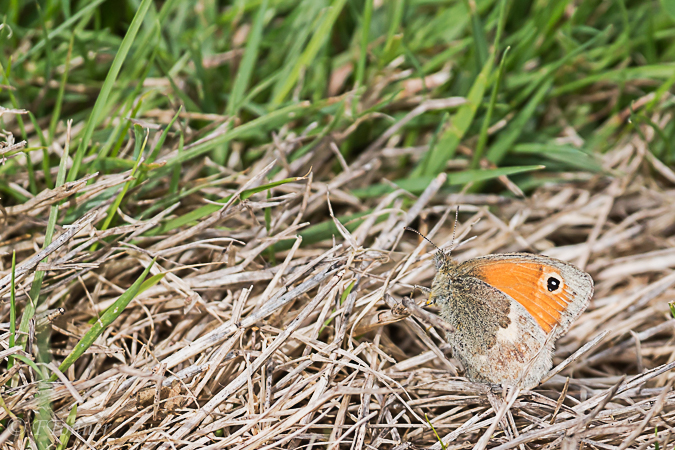 Procris (Fadet commun)  - François Tonner