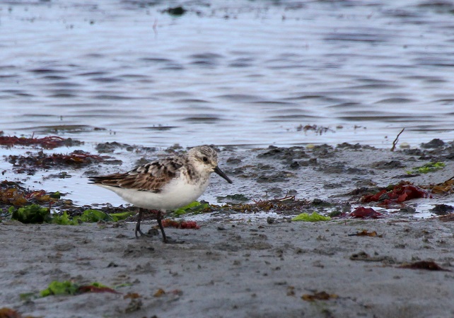 Bécasseau sanderling  - Pierrick Girard