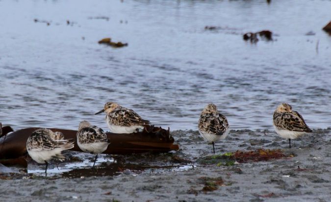 Bécasseau sanderling  - Pierrick Girard