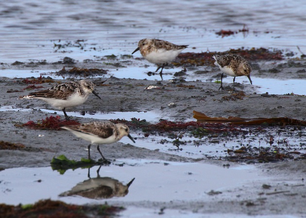 Bécasseau sanderling  - Pierrick Girard
