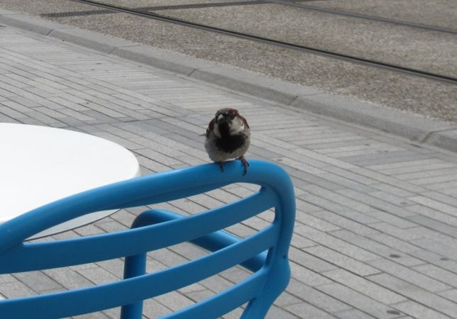 House Sparrow  - Hervé Georget