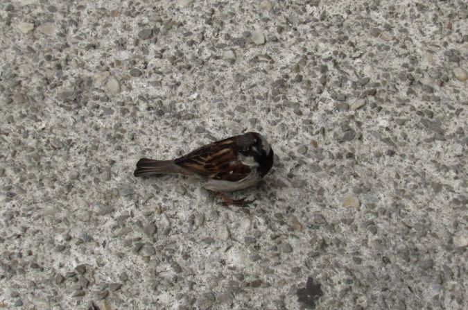 Moineau domestique  - Hervé Georget