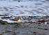 Bécasseau sanderling  - Pierrick Girard