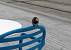 House Sparrow  - Hervé Georget