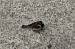 House Sparrow  - Hervé Georget