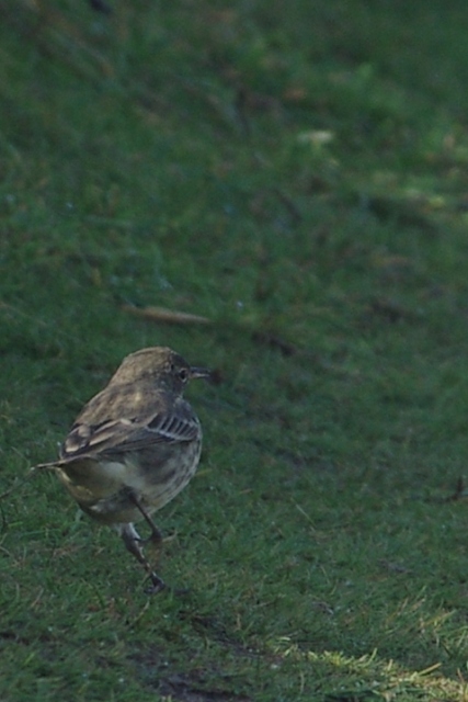 Pipit maritime  - Hervé Le Morvan