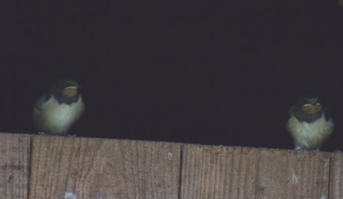 Hirondelle rustique  - Decreus Patrick (bret. Viv.)