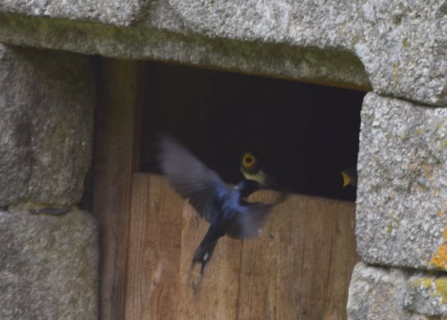 Hirondelle rustique  - Decreus Patrick (bret. Viv.)