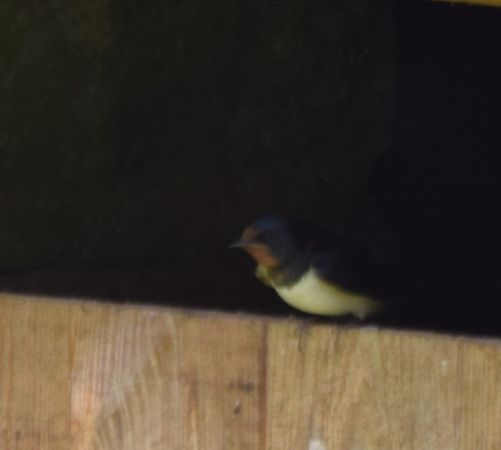 Hirondelle rustique  - Decreus Patrick (bret. Viv.)