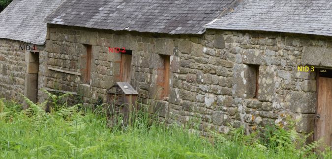 Barn Swallow  - Decreus Patrick (bret. Viv.)
