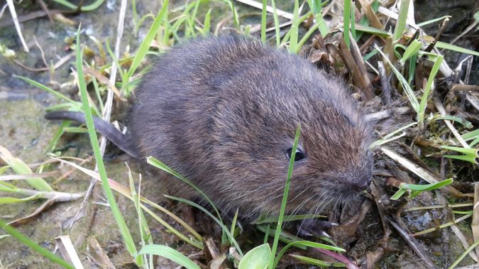 Campagnol amphibie - Gilles Francois