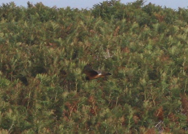 Busard d'Amérique  - Adrien Chaigne