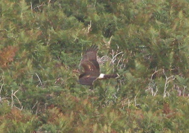 Busard d'Amérique  - Adrien Chaigne