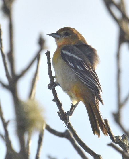 Oriole de Baltimore  - Valérie & Jean-Marc Auriaux-Guilpain