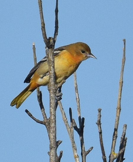 Oriole de Baltimore  - Valérie & Jean-Marc Auriaux-Guilpain