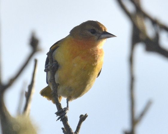 Oriole de Baltimore  - Valérie & Jean-Marc Auriaux-Guilpain