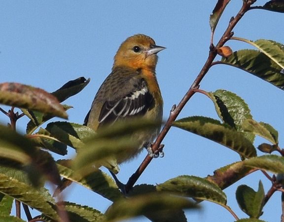 Oriole de Baltimore  - Valérie & Jean-Marc Auriaux-Guilpain