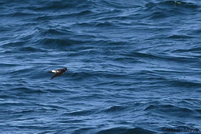 Wilson's Storm Petrel  - Corentin Morvan (LPO Bzh)