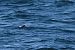 Wilson's Storm Petrel  - Corentin Morvan (LPO Bzh)