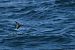 Wilson's Storm Petrel  - Corentin Morvan (LPO Bzh)