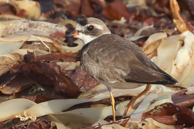 Gravelot semipalmé  - Thomas Dagonet