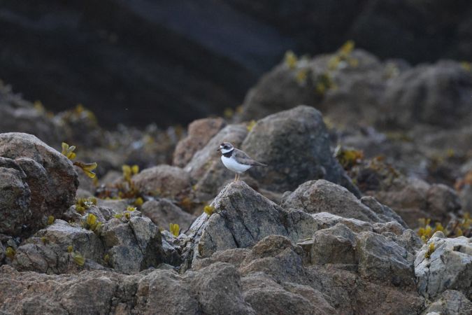 Gravelot semipalmé  - Thomas Dagonet