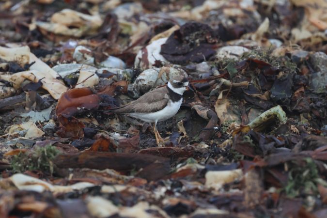 Gravelot semipalmé  - Thomas Dagonet