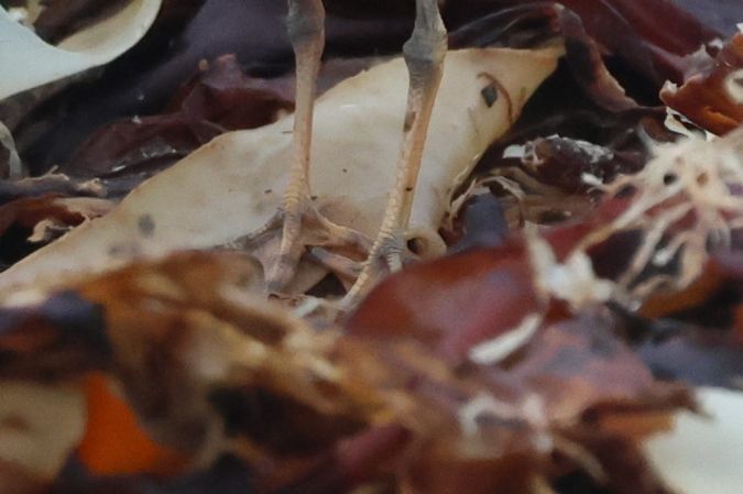 Gravelot semipalmé  - Thomas Dagonet