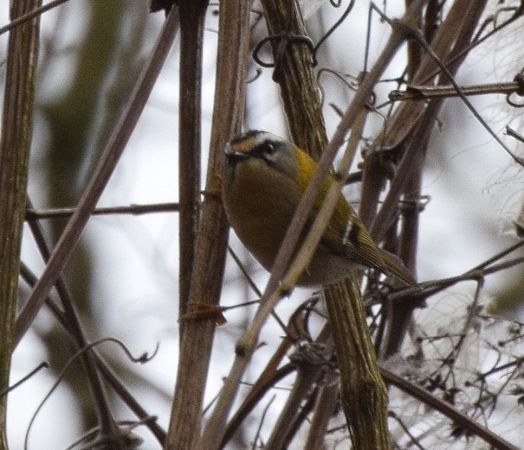 Détail de l'observation