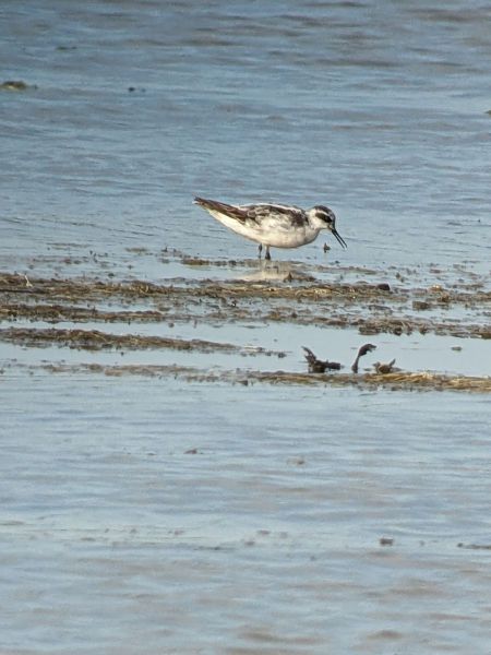 Phalarope à bec étroit  - Cathy Clémentine Verdier