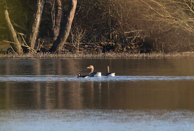 Bernache à cou roux  - Guy-Luc Choquene
