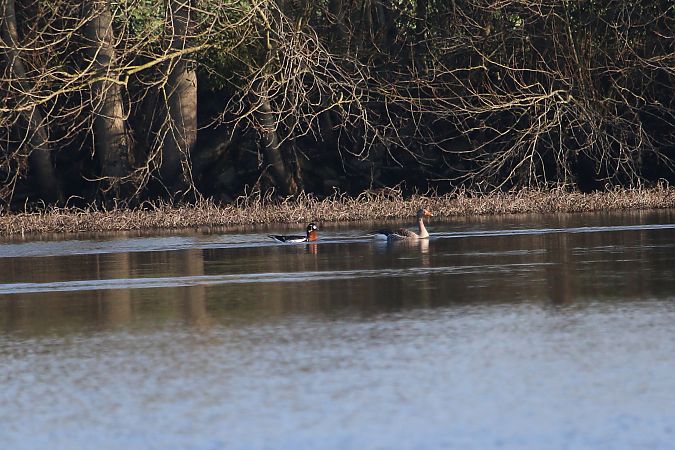 Bernache à cou roux  - Guy-Luc Choquene