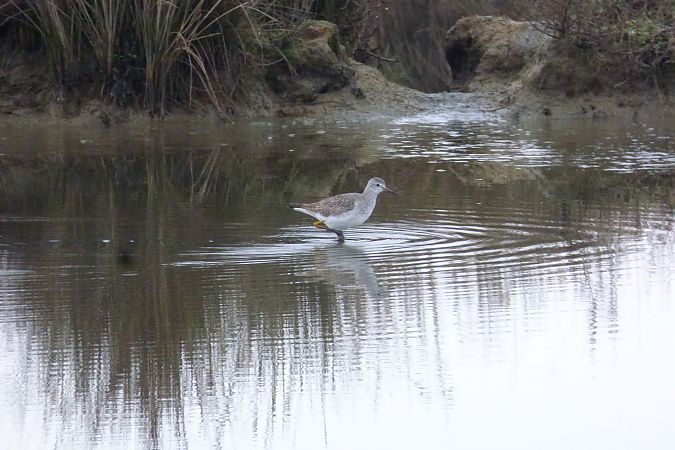 Chevalier à pattes jaunes 