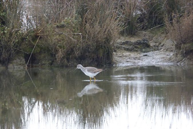 Chevalier à pattes jaunes 