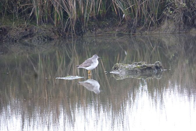 Chevalier à pattes jaunes 