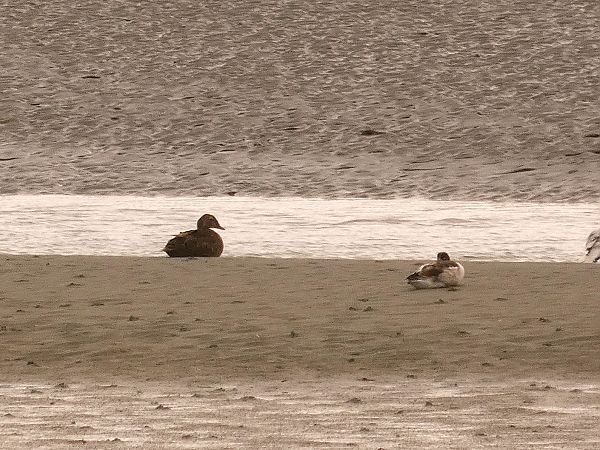 Eider à tête grise  - Mayol Jamier