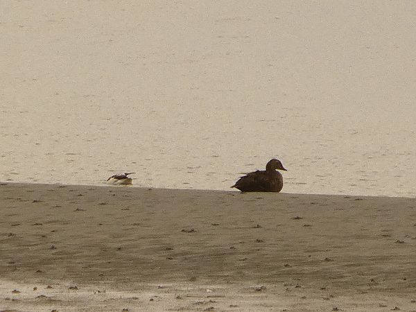 Eider à tête grise  - Mayol Jamier