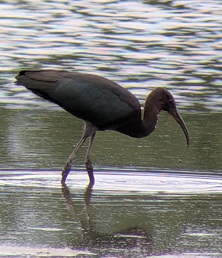 Ibis falcinelle  - Jean Marc Hubert