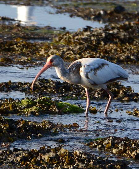Ibis blanc  - Jean-Yves Nicolas