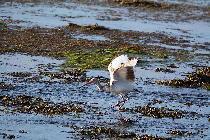 Ibis blanc  - Jean-Yves Nicolas