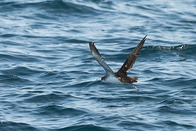 Puffin yelkouan  - Faune Océan