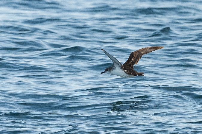 Puffin yelkouan  - Faune Océan
