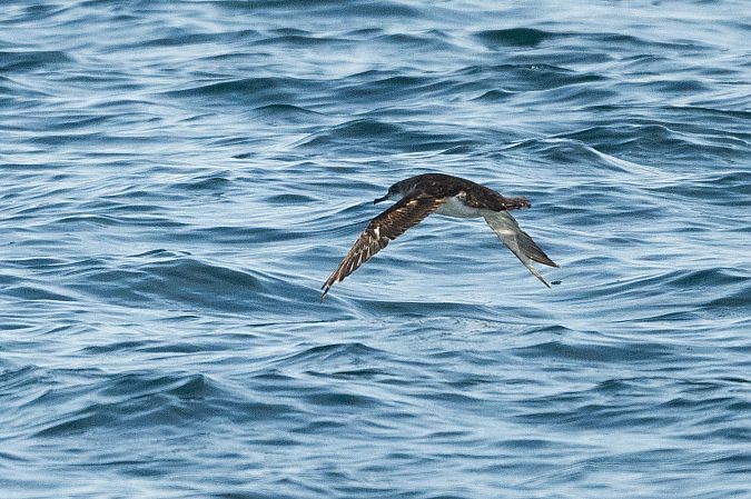 Puffin yelkouan  - Faune Océan