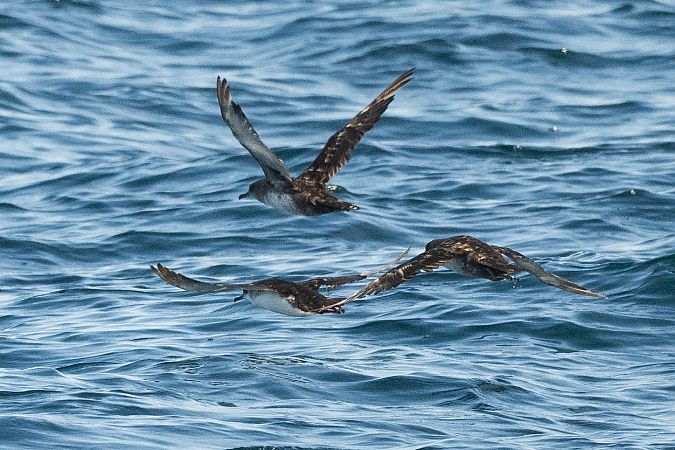 Puffin yelkouan  - Faune Océan