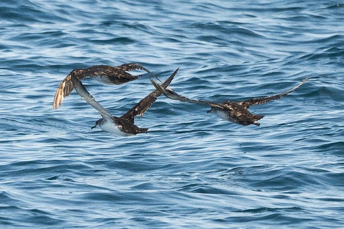 Puffin yelkouan  - Faune Océan