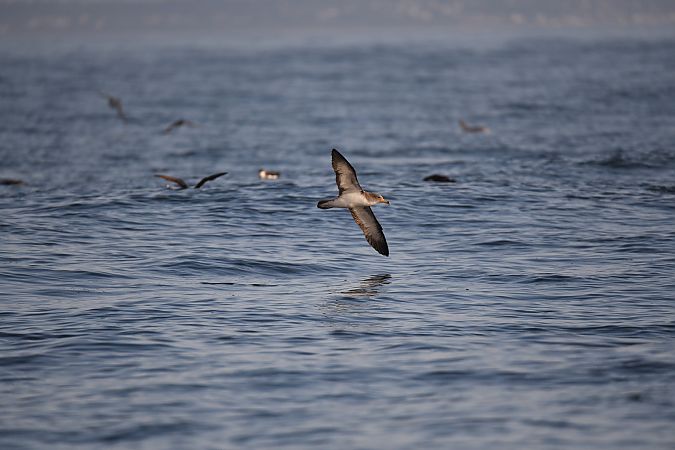 Puffin cendré  - Michel Bonamy