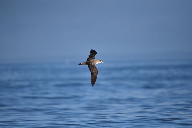 Puffin cendré  - Michel Bonamy